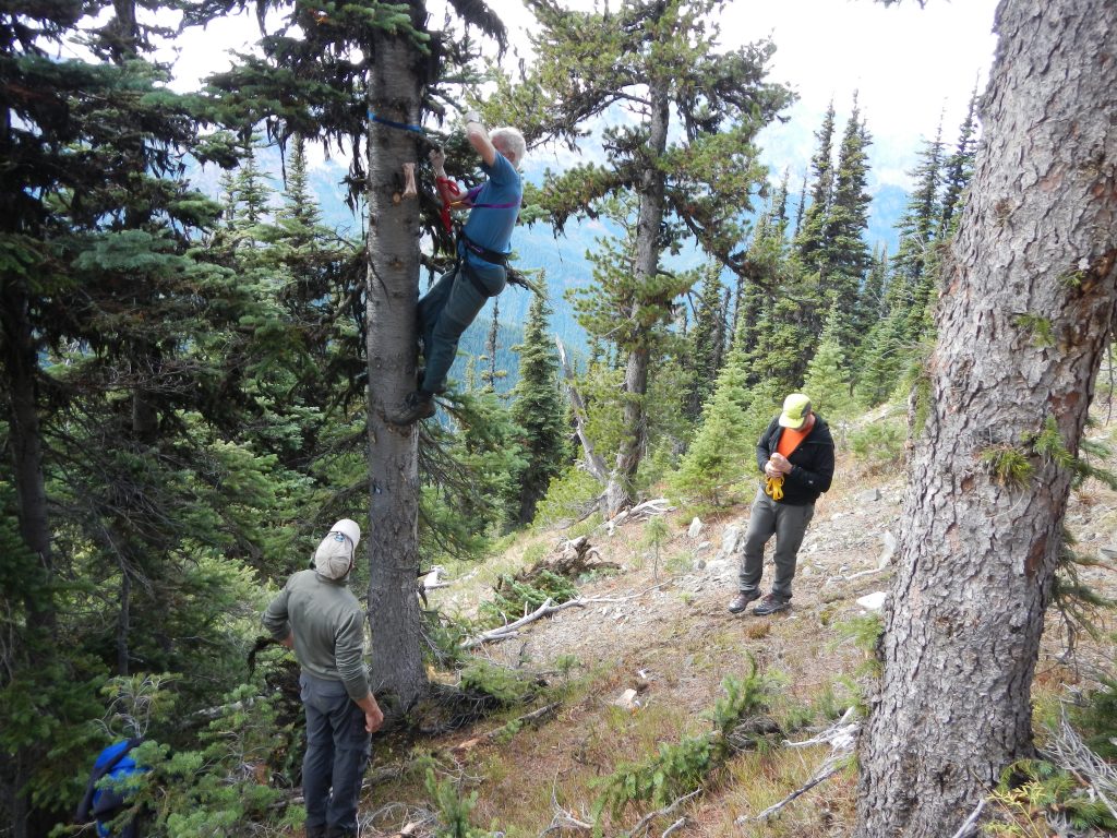Dr. Robert Long from the Woodland Park Zoo deploying a dispenser unit and bait bone 12 feet up a tree high in the North Cascades of Washington state. Photo credit: Woodland Park Zoo.