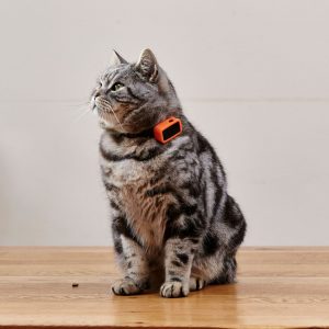 Photo of a brown striped cat wearing a tracker on its collar
