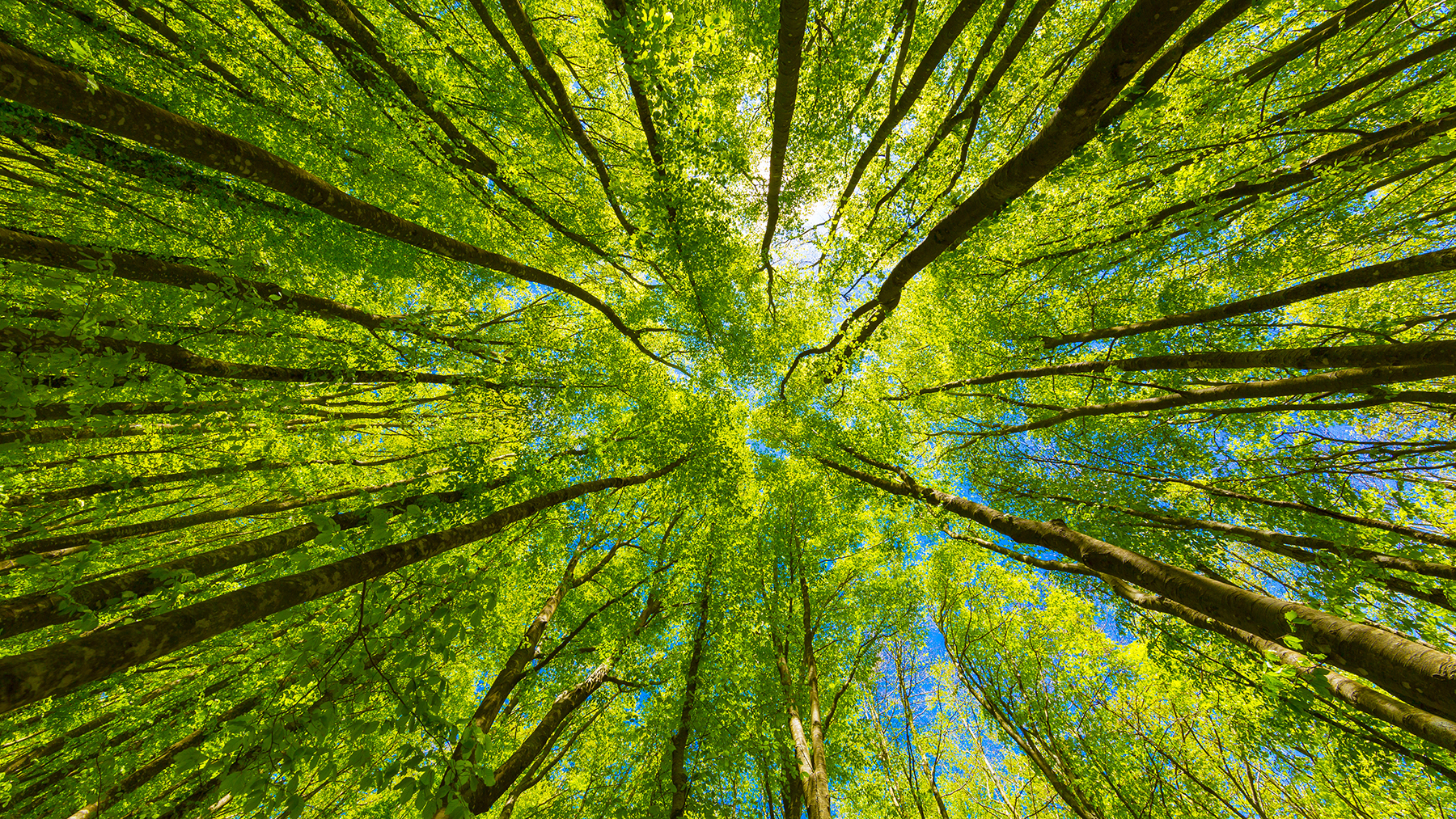 View looking up at trees