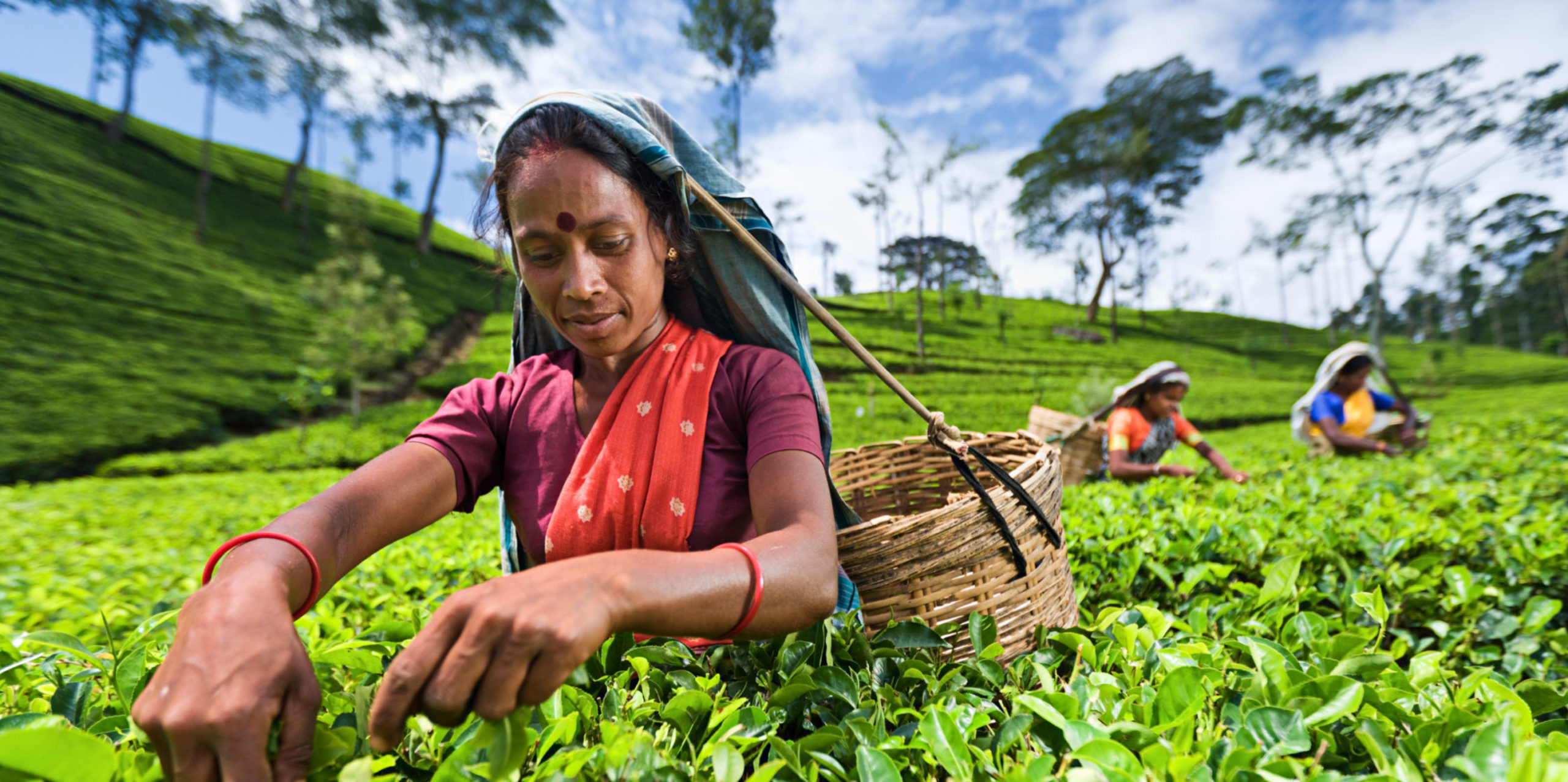 Sri Lankan woman in tea field