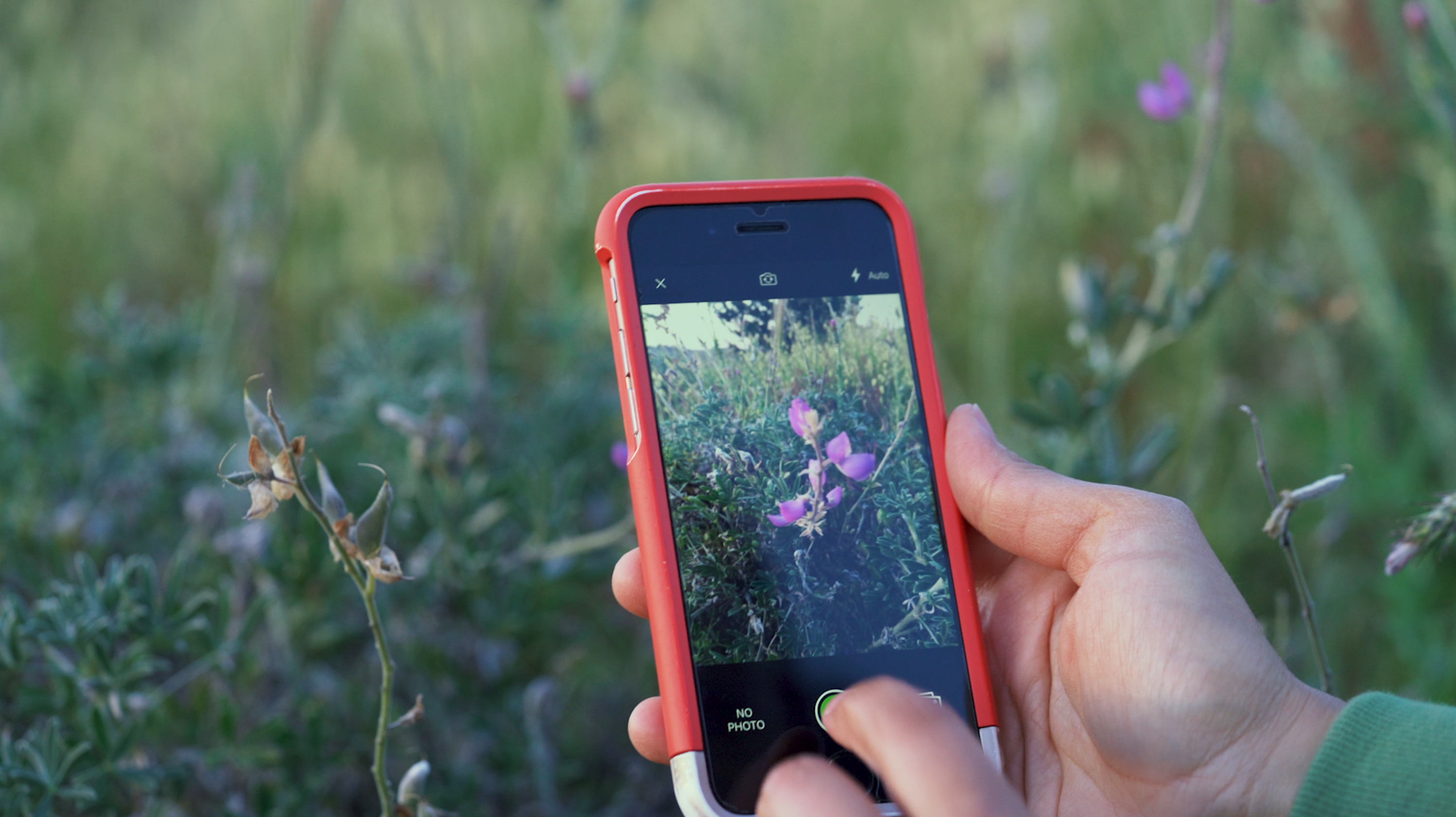 Cell phone photographing flowers