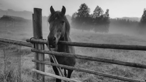 Horse standing by fence