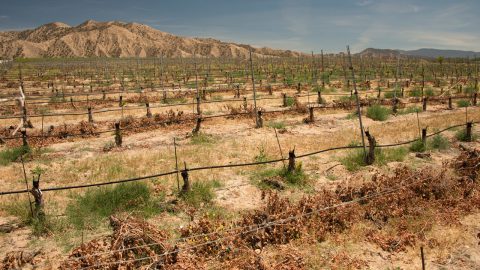 Dead vines in a vineyard near desert in the Cuyama Valley