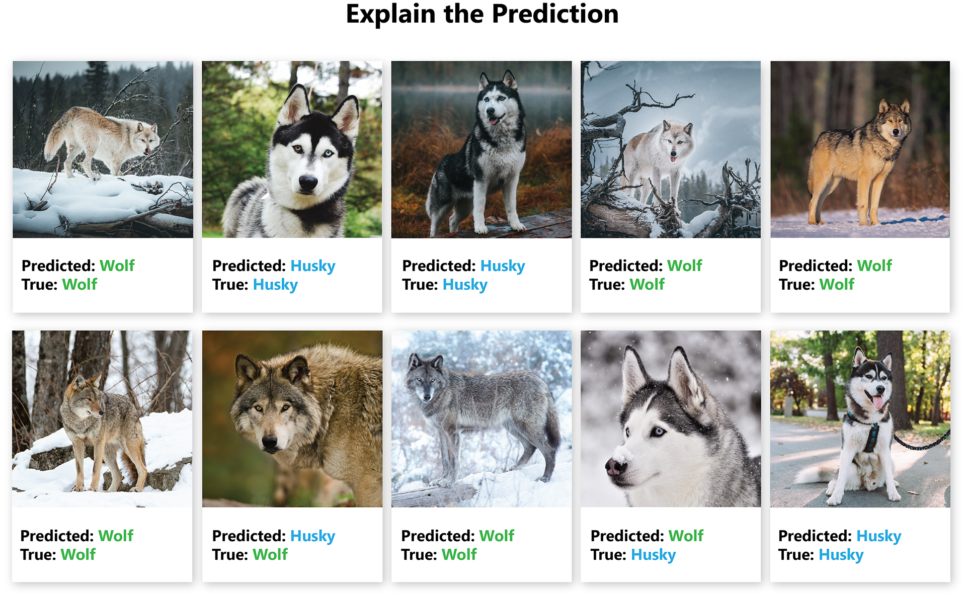 A collage of images of wolves and huskies that a machine learning model tried to decipher