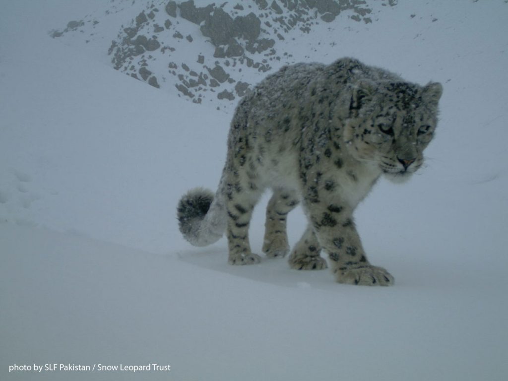 Snow leopard in the wild