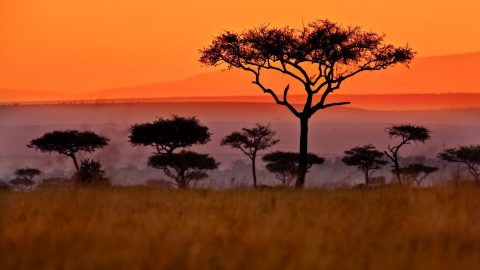 a sunset over a African plains