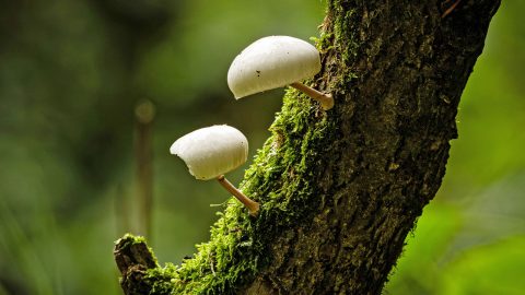 Mushrooms growing on mossy bark of a tree
