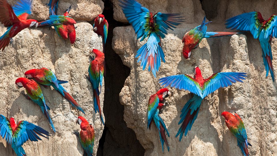 Image of scarlet macaws perched along a rocky surface.