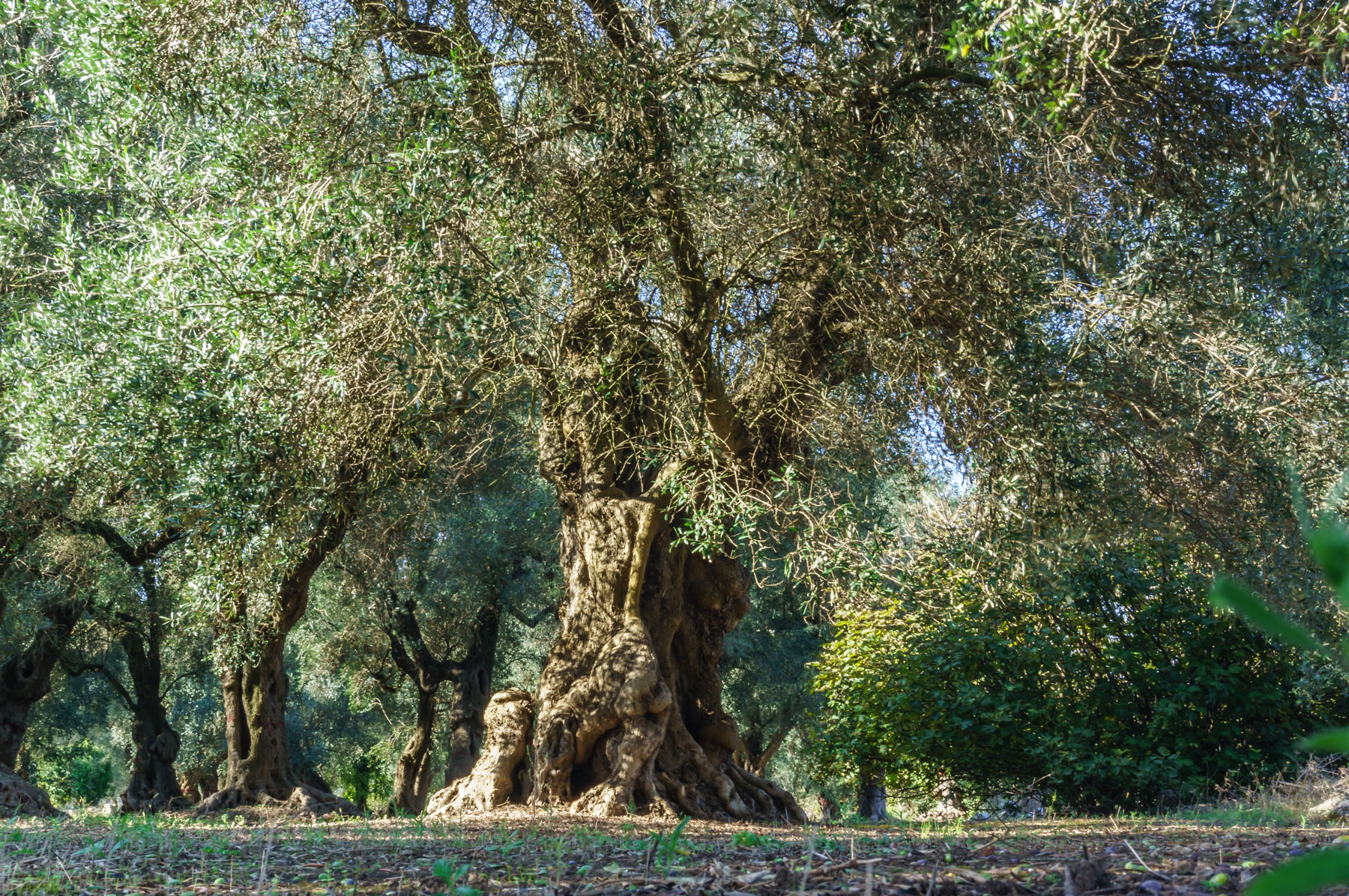 an olive tree